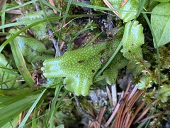 Conocephalum conicum