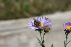 Apoidea