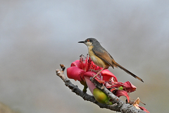 Prinia socialis