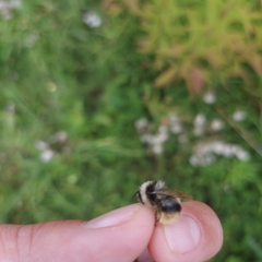 Bombus sichelii