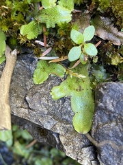 Conocephalum conicum