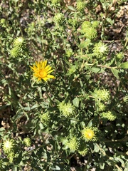 Grindelia squarrosa