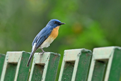 Cyornis tickelliae