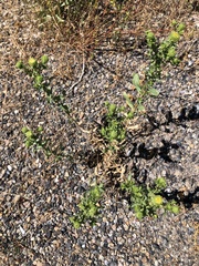 Grindelia squarrosa