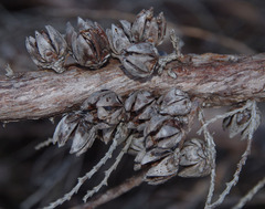 Callitris pyramidalis