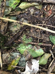 Dacrycarpus dacrydioides