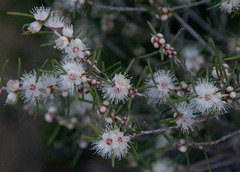 Hypocalymma angustifolium