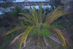 Macrozamia fraseri