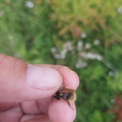 Bombus sichelii