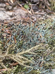 Pilophorus acicularis