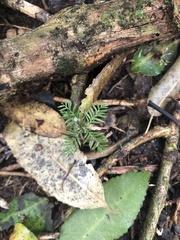 Dacrycarpus dacrydioides