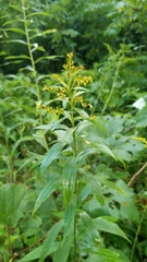 Solidago gigantea