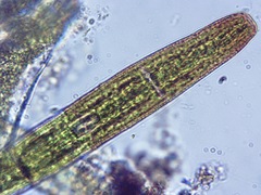 Penium margaritaceum