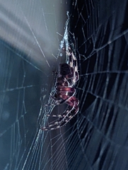 Neoscona domiciliorum