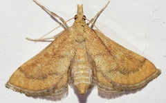 Metasia ibericalis