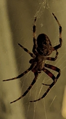 Neoscona domiciliorum