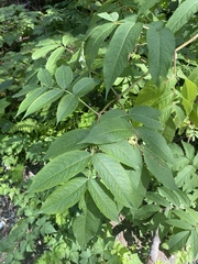 Sambucus racemosa