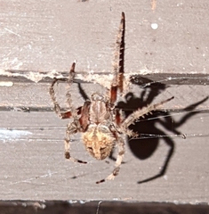 Neoscona domiciliorum