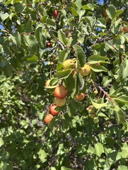 Prunus ilicifolia