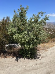 Prunus ilicifolia