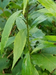 Solidago gigantea