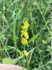 Agrimonia eupatoria