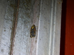 Pseudohermonassa bicarnea