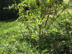 Berberis sphaerocarpa