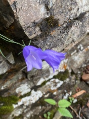 Campanula alaskana