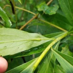 Solidago gigantea