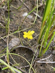 Ranunculus flammula