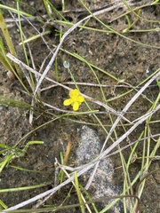Ranunculus flammula