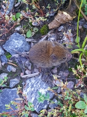 Clethrionomys glareolus