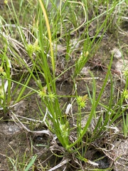 Carex viridula