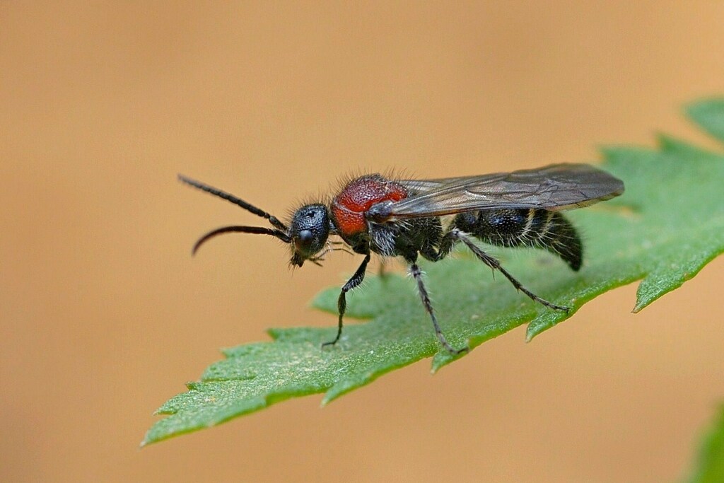 Smicromyrmini
