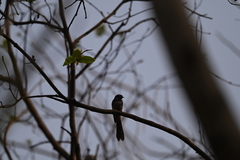 Rhipidura albogularis