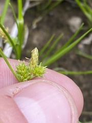Carex viridula