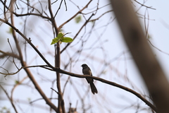 Rhipidura albogularis