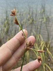 Schoenoplectus pungens