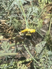 Bombus vosnesenskii