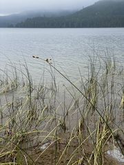 Schoenoplectus pungens