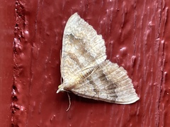 Camptogramma bilineata