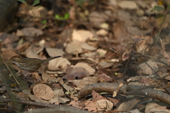 Pellorneum ruficeps