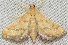 Metasia ibericalis