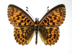 Boloria dia