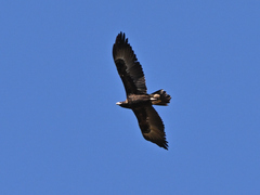 Aquila audax