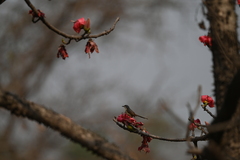 Prinia socialis