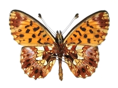 Boloria dia