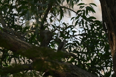 Accipiter badius