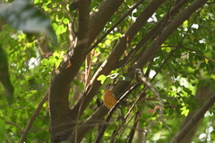 Geokichla citrina